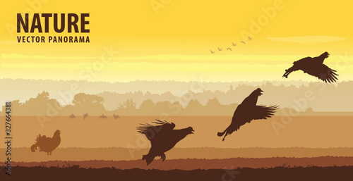 Black grouse cocks take off in field on sunrise. Wildlife vector panorama