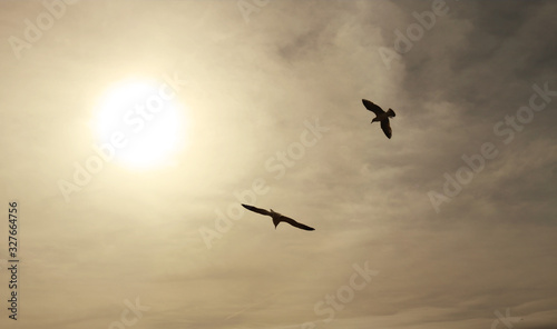 two seagulls flying freely in the sky at sunset towards the sun on a sepia background with clouds - free birds wallpaper © Domingo