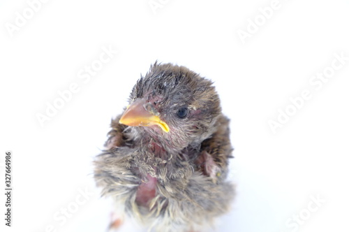 squab chick birds three days old yellow vented bulbul on white background photo