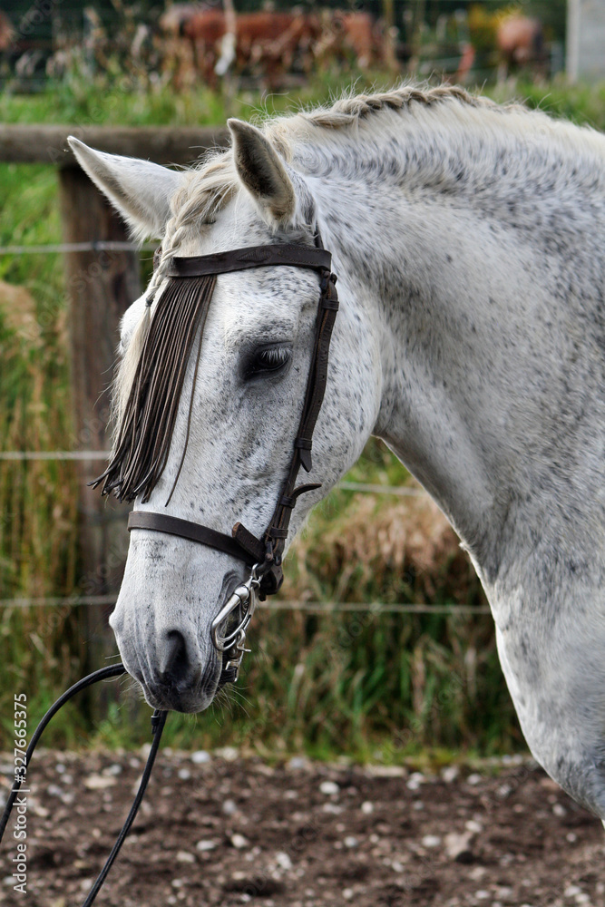 Pferd, Portrait Pferd, Portrait