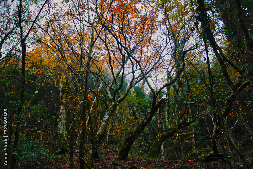 Trails in the Aspromonte national park.