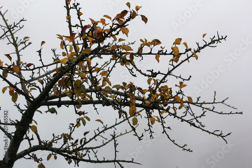 Baum im Nebel