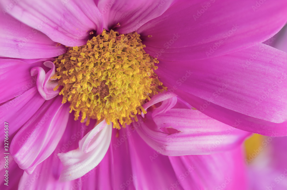 Macro Pink/Purple Daisy Flower Center with Petals in Shape of Bow Macro Pink/Purple Daisy Flower Center with Petals in Shape of Bow