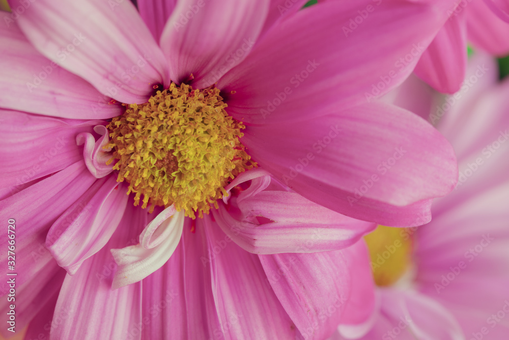 Macro Pink Daisy Flower with Petals in Shape of Bow Macro Pink Daisy Flower with Petals in Shape of Bow