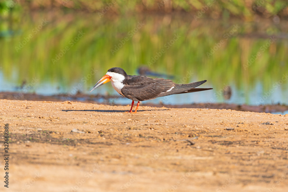 Black Skimmer on a sandbar in the Pantanal Black Skimmer on a sandbar in the Pantanal
