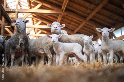 Group of sheep and lamb domestic animals in wooden barn at the farm. Sheep family. photo
