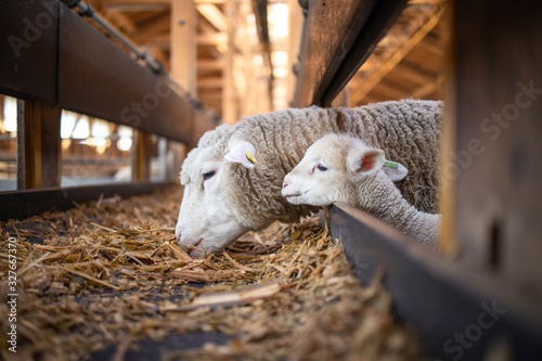 Sheep and cute baby lamb together eating organic food at the farm. Lovely domestic animals best moments. photo