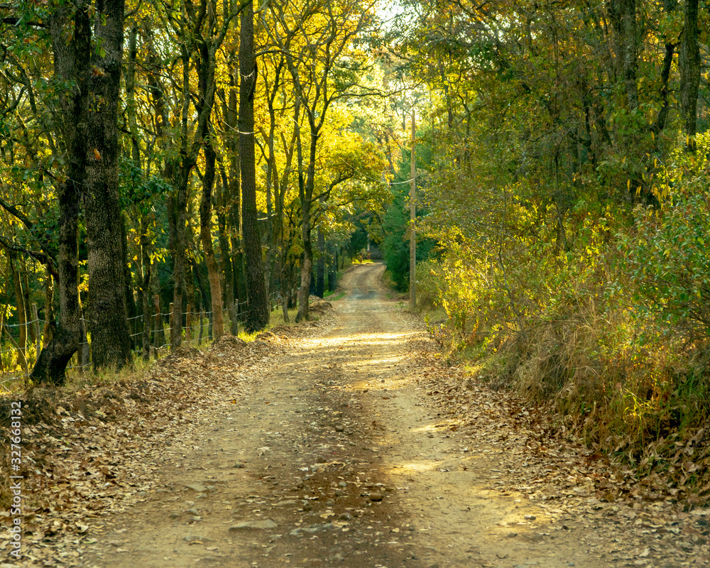 road in forest