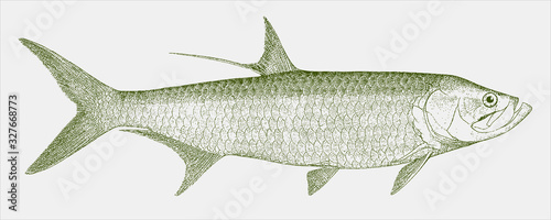 Indo-pacific tarpon megalops cyprinoides, marine fish in side view photo