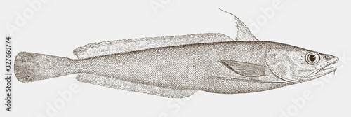 White or mud hake, urophycis tenuis, a fish from the Northwest Atlantic Ocean in side view