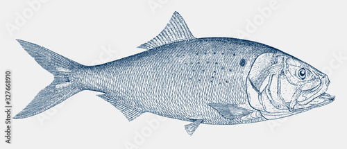 Atlantic menhaden brevoortia tyrannus, marine fish from North Atlantic coastal waters