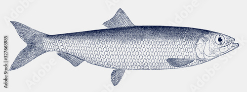 Pacific herring clupea pallasii, marine food fish photo