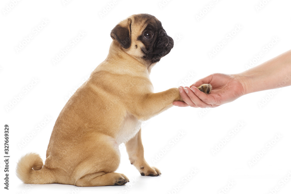 Pug puppy giving paw, isolated on white