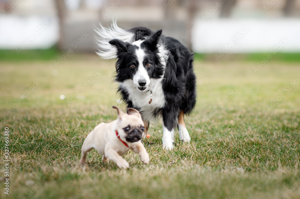 border collie and pug dogs fun walk dogs play