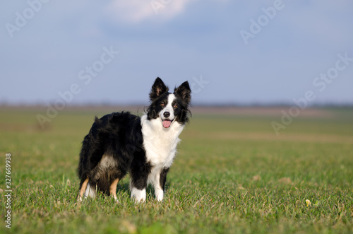 border collie dog walk through the green fields sunny day © Kate