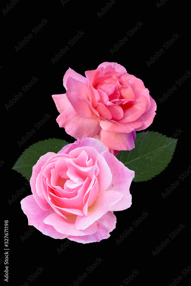 Fototapeta premium Rose flower closeup. Shallow depth of field. Spring flower of pink