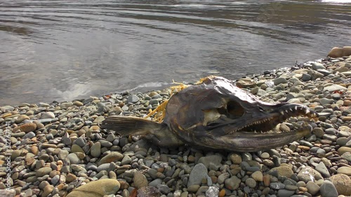 Skeleton of salmon on the river bank. Remains of prey Kamchatka bear.