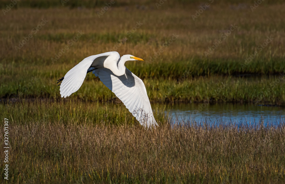 Fototapeta premium Majestic flight over the New Jersey marsh land