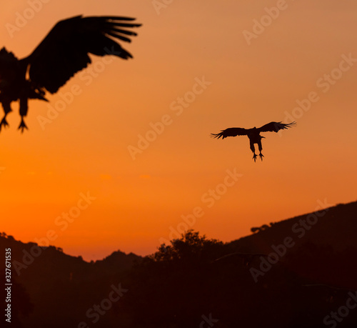 Vultures in the Sierra de San Pedro  C  ceres  Extremadura  Spain  Europe