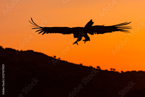 Black vulture, monk vulture, or Eurasian black vulture (Aegypius monachus), Vultures in the Sierra de San Pedro, Cáceres, Extremadura, Spain, Europe © JUAN CARLOS MUNOZ