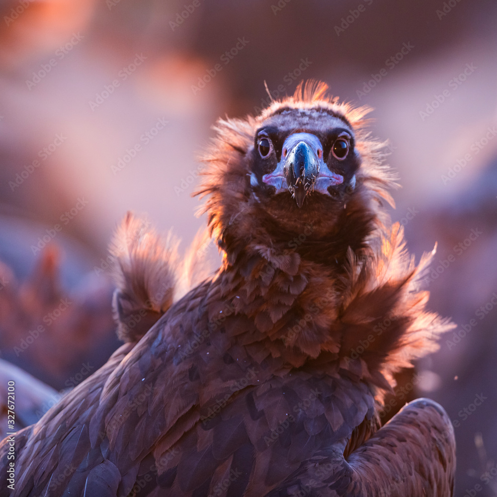 Black vulture, monk vulture, or Eurasian black vulture (Aegypius monachus), Vultures in the Sierra de San Pedro, Cáceres, Extremadura, Spain, Europe