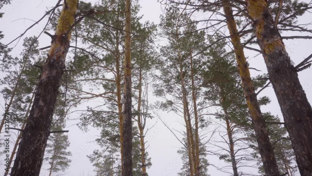 Forest edge of spruce trees bottom view. Green tops of coniferous trees. Tall pine trees. Snow-covered branches. Forest edge of spruce trees bottom view. Green tops of coniferous trees. Tall pine trees. Snow-covered branches.