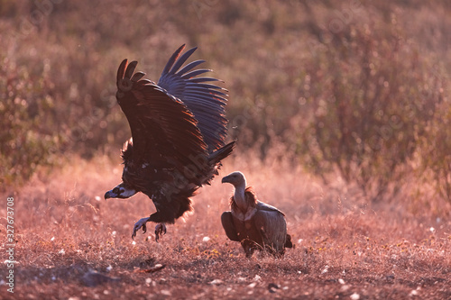 Black vulture, monk vulture, or Eurasian black vulture (Aegypius monachus), Vultures in the Sierra de San Pedro, Cáceres, Extremadura, Spain, Europe