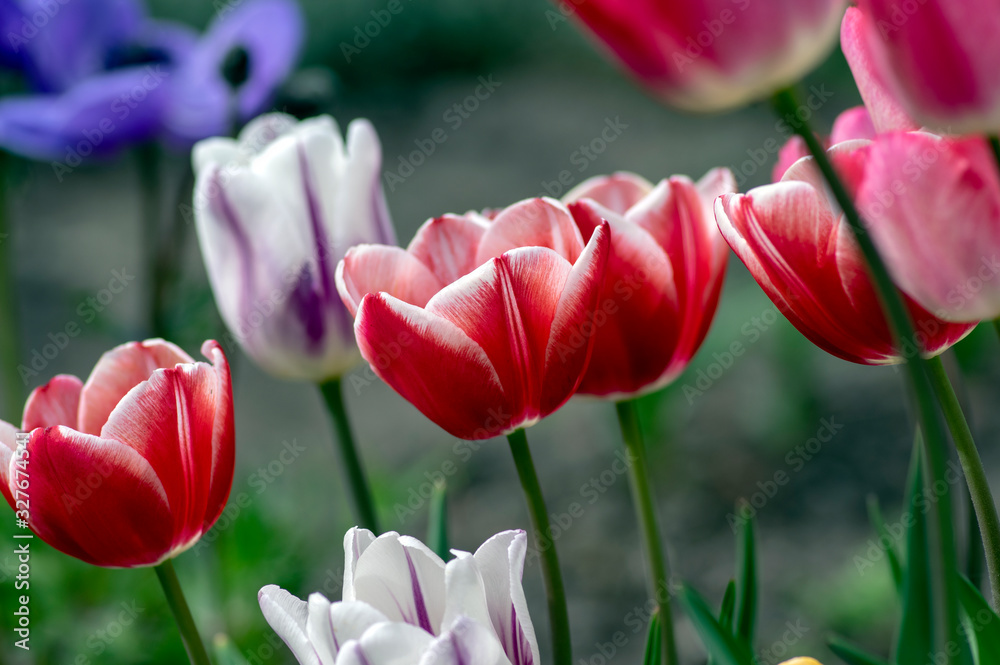 Fototapeta premium Fresh flowering tulips in springtime garden, beautiful early tulipa gesneriana flowers in bloom, various colors, flowers bunch