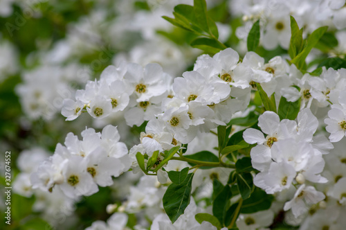 Exochorda racemosa Snow Mountain white flowering shrub, ornamental plant in bloom