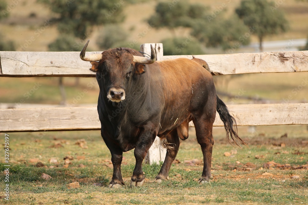 Bull in spain in the green field Bull in spain in the green field