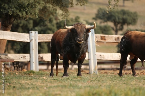 Bull in spain in the green field