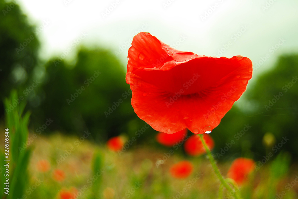 Fototapeta premium red fragile plant