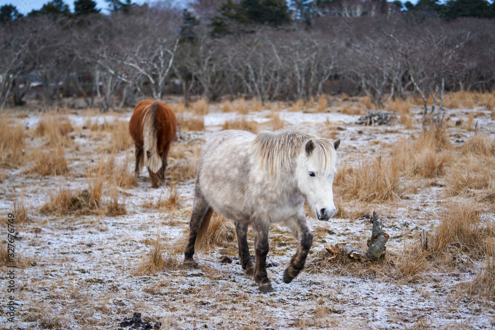 根室の馬