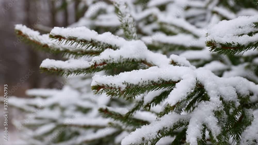 close-up view on beautiful spruce branches covered with white and clear snow trembling by slow wind, Christmas and New Year holiday background, concept of winter forest landscape close-up view on beautiful spruce branches covered with white and clear snow trembling by slow wind, Christmas and New Year holiday background, concept of winter forest landscape