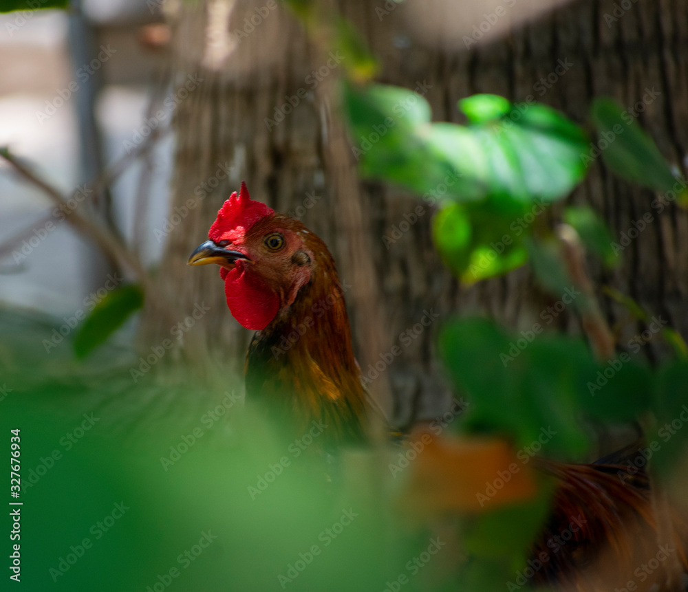 Fototapeta premium gallo