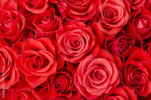 Closeup of delicate magnificent red roses