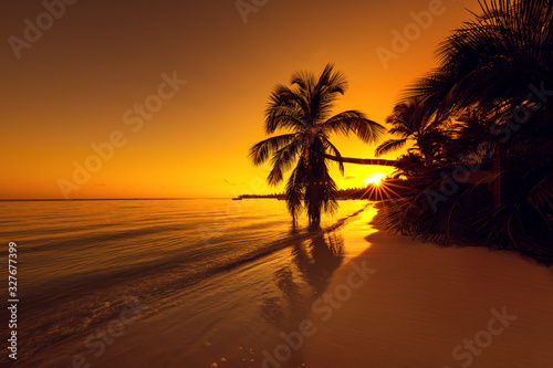 Silhouettes of palm trees against the sky during a tropical sunrise
