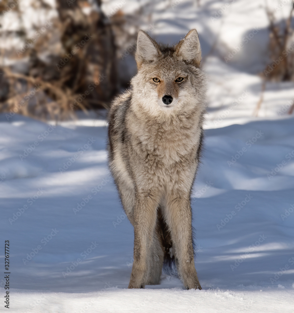Fototapeta premium Coyote in Snow in Jasper Canada 
