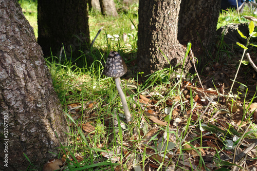 Magpie Fungus Or Coprinus Picaceus In Etna Park, Sicily photo