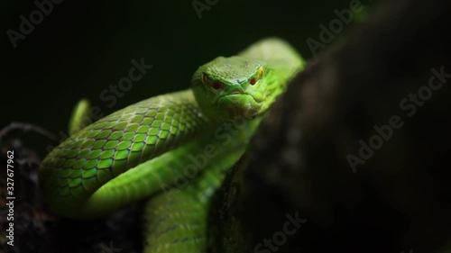 The White-lipped Pit Viper is a venomous pit viper endemic to Southeast Asia and is often found during the night waiting on a branch or limb of a tree near a body of water with plenty of food items.