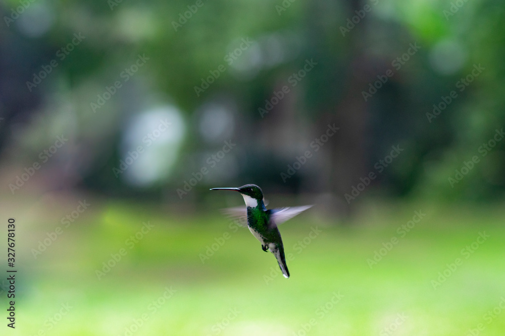 White throated hummingbirds hovering in mid air against an out of focus blurred natural background White throated hummingbirds hovering in mid air against an out of focus blurred natural background