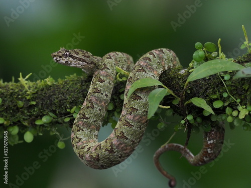 Greifschwanz-Lanzenotter (Bothriechis schlegelii) in Costa RicaUS DIGITAL CAMERA