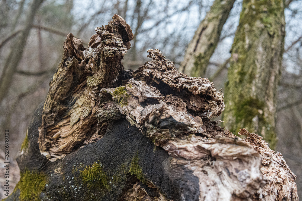 trunk of a tree