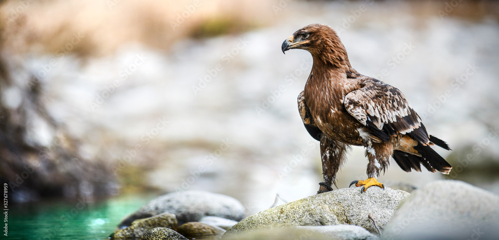 Fototapeta premium Steppe Eagle, Aquila nipalensis, sitting on stone near green water lake.