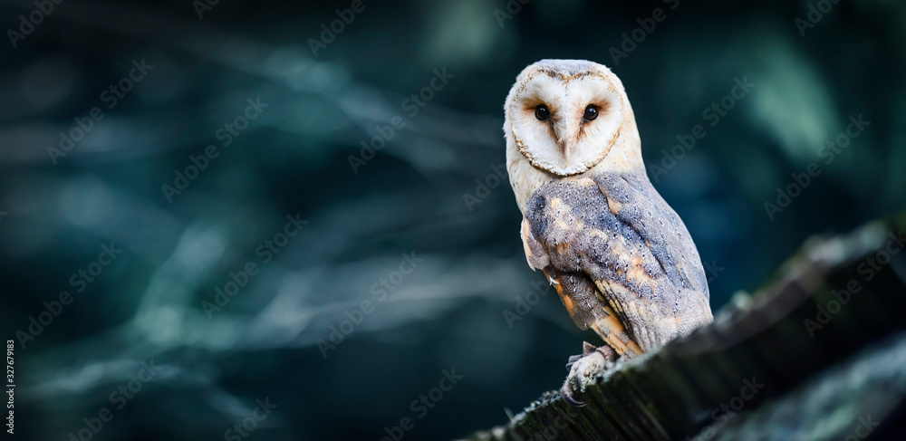 Naklejka Beautiful barn owl bird in natural habitat sitting on old wooden roof