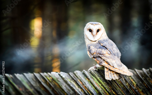 Tableau sur Toile Beautiful barn owl bird  in natural habitat sitting on old wooden roof