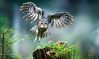Tawny owl or brown owl id deep forest (Strix aluco). Fly action photo. Defocus background.