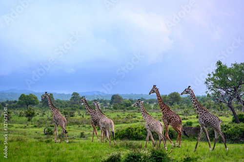 Photography Giraffe group on the move