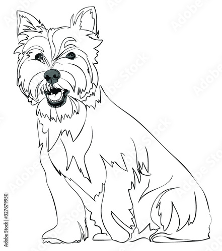West HIghland White Terrier