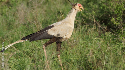 Beautiful and weird bird in Kenya  wildlife in Africa.